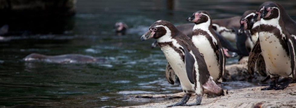 Pinguinos de Humboldt